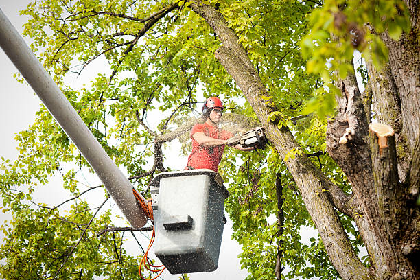 How Our Tree Care Process Works  in  Mountain View, MO