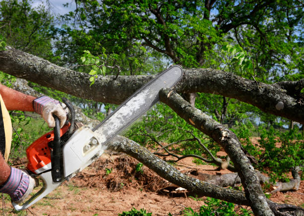 Trusted Mountain View, MO Tree Care Experts